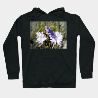 chicory flowers 5 Hoodie